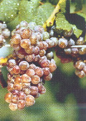 Gewürztraminer